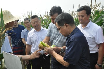 科技赋能农业，鲜食玉米产业大会在武汉成功举办